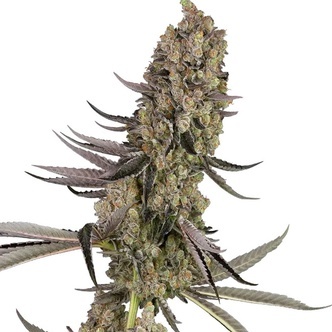 Vlad the Inhaler (White Label) feminizada