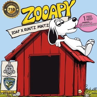 Zooapy (T.H. Seeds) feminizada