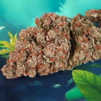 Auto Red Tropicana Cookies (Dutch Passion) feminizada