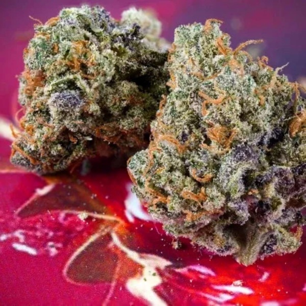 Auto Strawberry Soda (Dutch Passion) feminizada