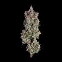 Shortcut Autoflower (Happy Valley Genetics) feminizada