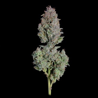 Easy Button Autoflower (Happy Valley Genetics) feminizada