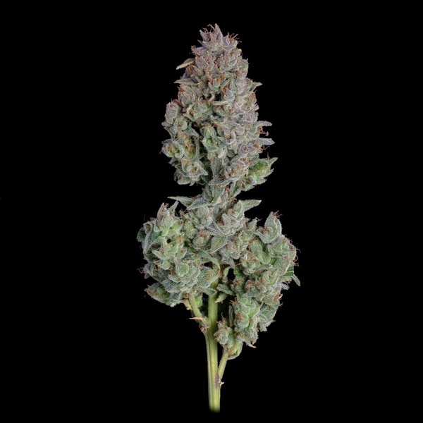 Easy Button Autoflower (Happy Valley Genetics) feminizada