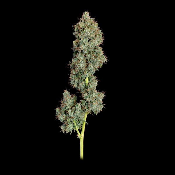 Everglades OG Autoflorescente (Happy Valley Genetics) feminizada