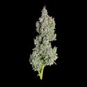 Pineapple Daddy Autoflower (Happy Valley Genetics) feminizada