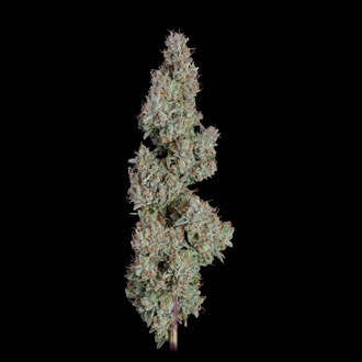 Pineapple Diesel Autoflorescente (Happy Valley Genetics) feminizada