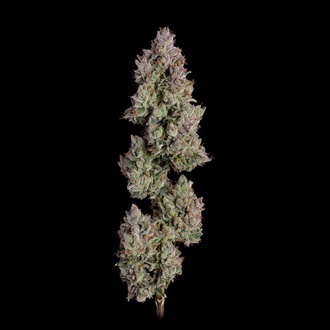 Oh My Thai Autoflorescente (Happy Valley Genetics) feminizada