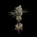 Another Level (Happy Valley Genetics) feminizada
