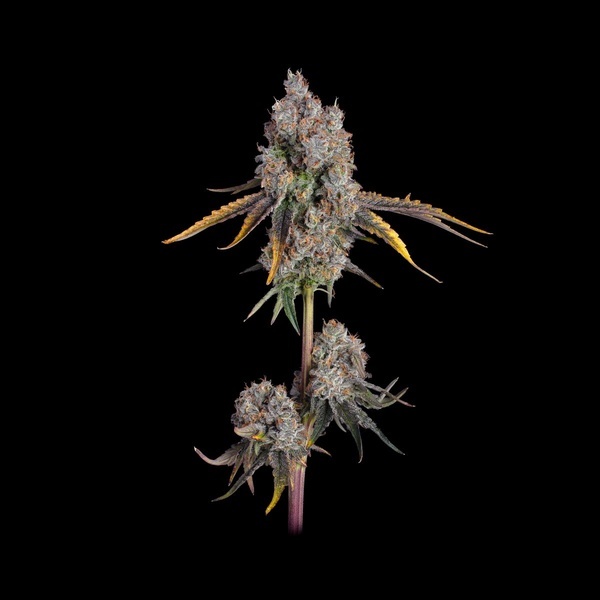 Candy Games 25 (Happy Valley Genetics) feminizada