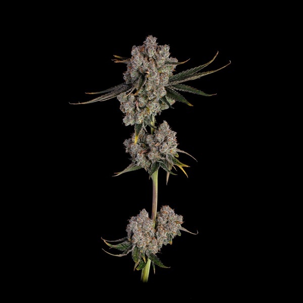 Candy Games 38 (Happy Valley Genetics) feminizada