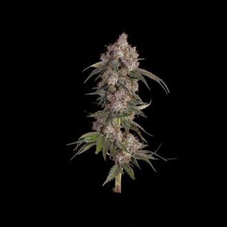 Game Over (Happy Valley Genetics) feminizada