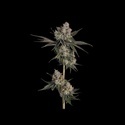 Knockout (Happy Valley Genetics) feminizada