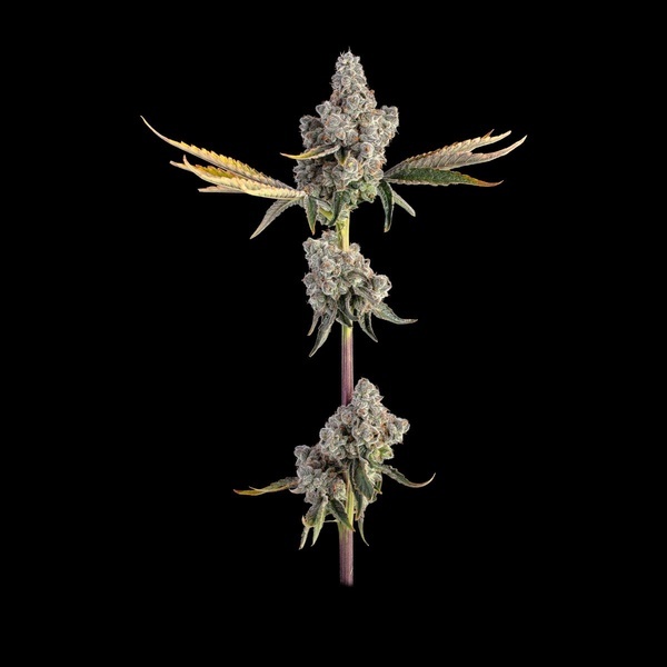 Overtime (Happy Valley Genetics) feminizada