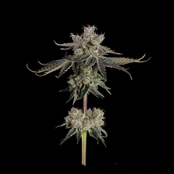 Sweet 16 (Happy Valley Genetics) feminizada