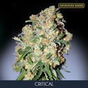 Critical (Sementes Avançadas) feminizada