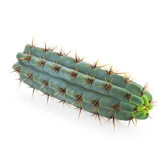 Echinopsis cuzcoensis