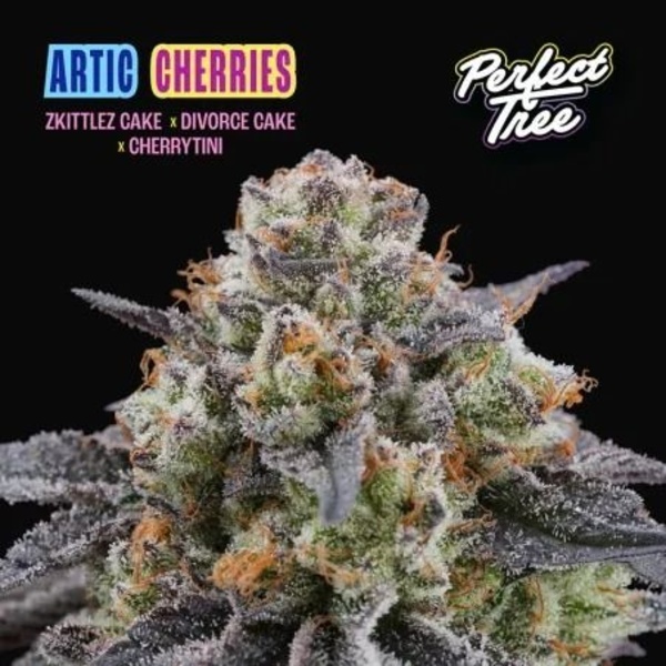 Arctic Cherries (Perfect Tree) Feminizada