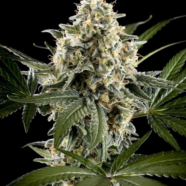 Sunset Sherbet Go Fast (Kannabia) feminizada