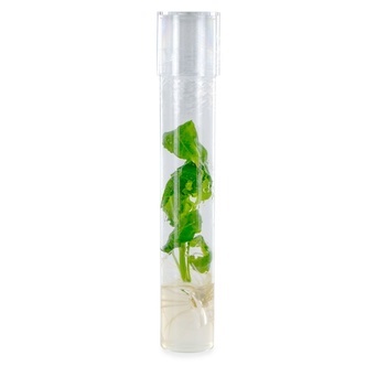 Estaca de Salvia Divinorum