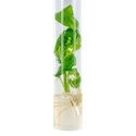 Estaca de Salvia Divinorum
