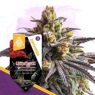 Godfather OG (Zamnesia Seeds) feminizada