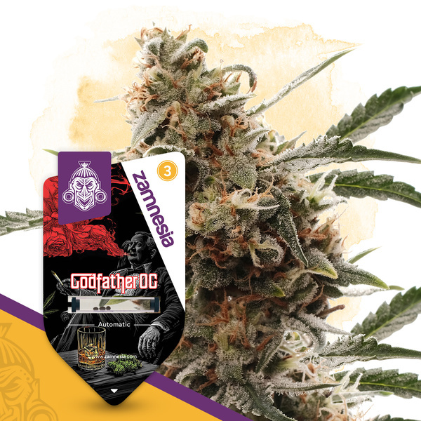 Godfather OG Autoflorescente (Sementes Zamnesia) feminizada
