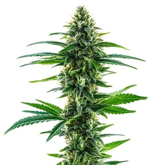 Khalifa Kush (Blimburn Seeds) Feminizada