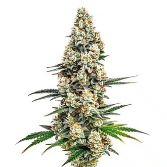 Stardawg (Blimburn Seeds) feminizada