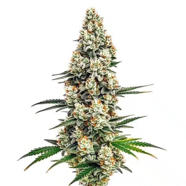 Stardawg (Blimburn Seeds) feminizada