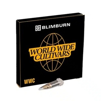 Stardawg (Blimburn Seeds) Feminizada