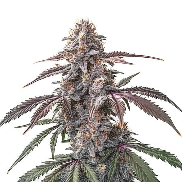 Pinkman Goo (Blimburn Seeds) feminizada