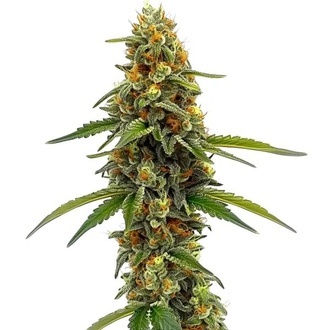 CBD ACDC (Blimburn Seeds) feminizada