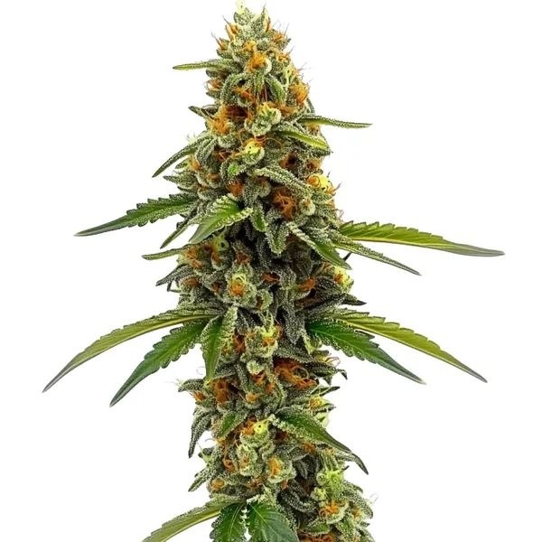 CBD ACDC (Blimburn Seeds) feminizada