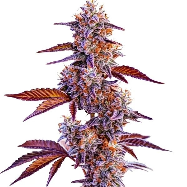Trop Cherry (Blimburn Seeds) feminizada