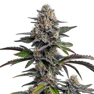 Glitter Bomb (Blimburn Seeds) Feminizada