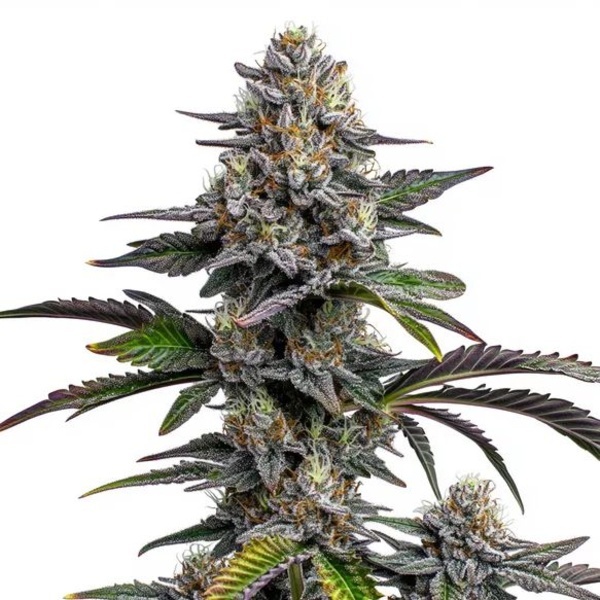 Glitter Bomb (Blimburn Seeds) feminizada