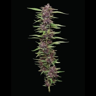 PPD (Humboldt Seed Company) feminizada