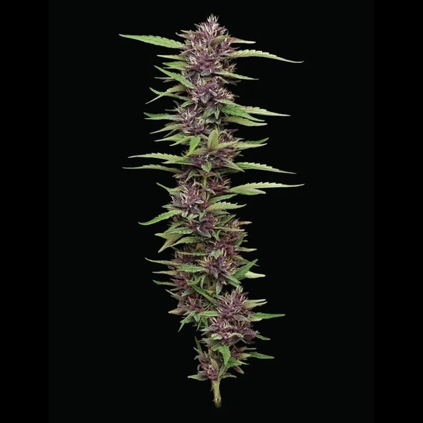 PPD (Humboldt Seed Company) feminizada