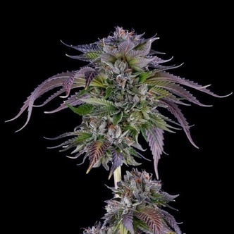 L.A. Confidential (DNA Genetics) feminizada