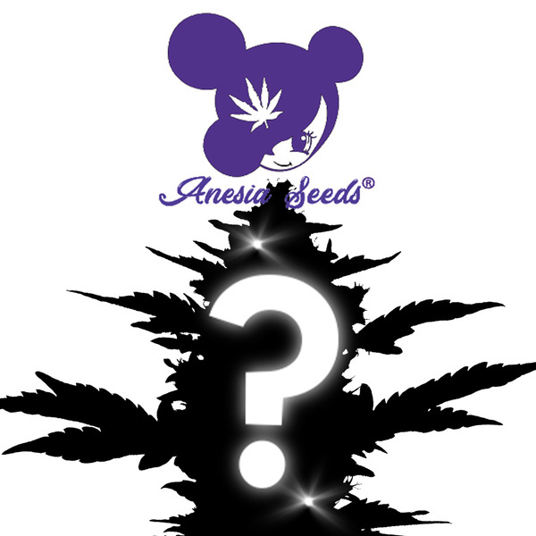 Semente mistério feminada 1 (Anesia Seeds)