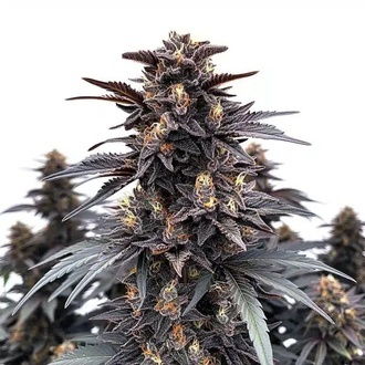 Indigo Sapphire (Blimburn Seeds) feminizada