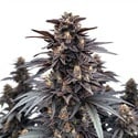 Indigo Sapphire (Blimburn Seeds) feminizada