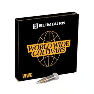 Permanent Marker x Banana Cream (Blimburn Seeds) feminizada