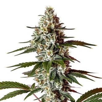 Permanent Marker x Banana Cream (Blimburn Seeds) feminizada