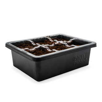 Kit de Propagação de Sementes (Zamnesia)