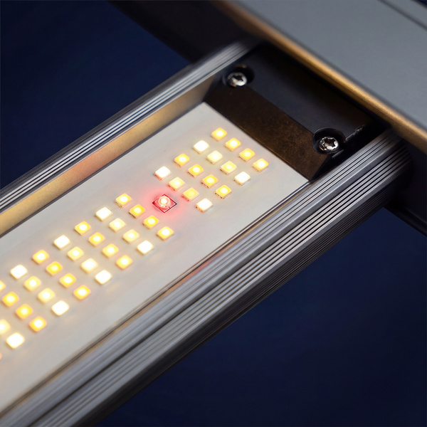 Lâmpada LED de cultivo Phytonaut 240 W (Zamnesia)