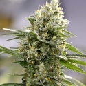 Lemon Haze Auto (Expert Seeds) feminizada