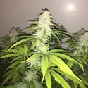Simple Wedding Cake S1 (Pheno Finder) Feminizado