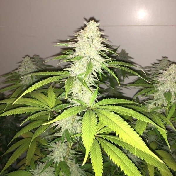 Simple Wedding Cake S1 (Pheno Finder) Feminizado