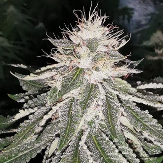 MAC 11 (Pheno Finder) Feminizada